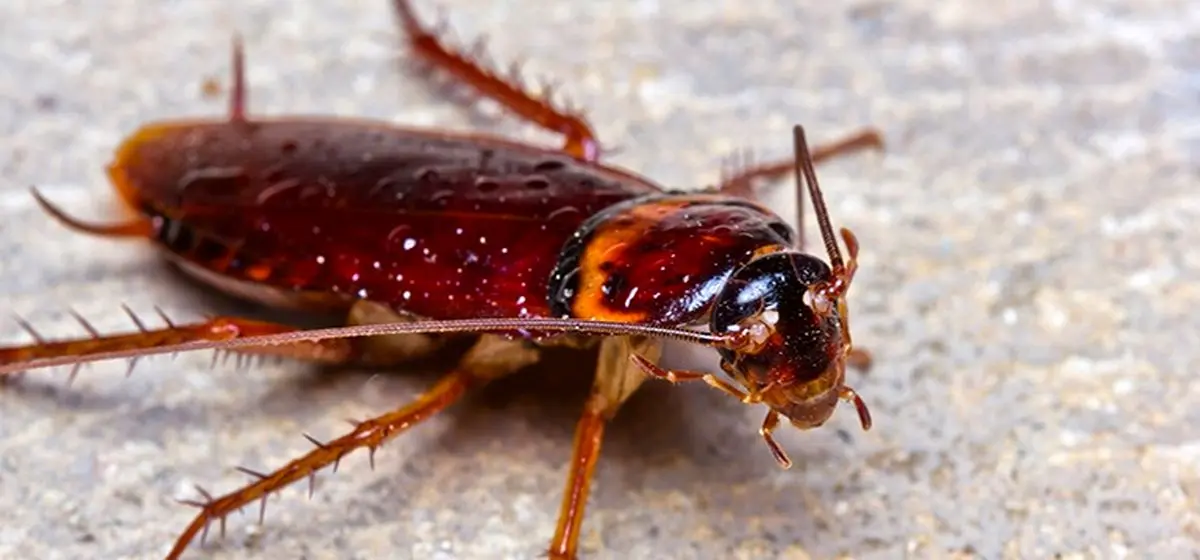 موسسه ونوس