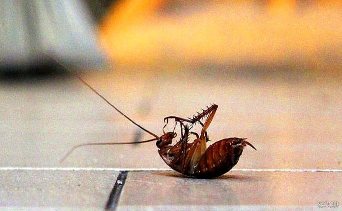 نمای بسیار نزدیک از صورت یک مورچه!