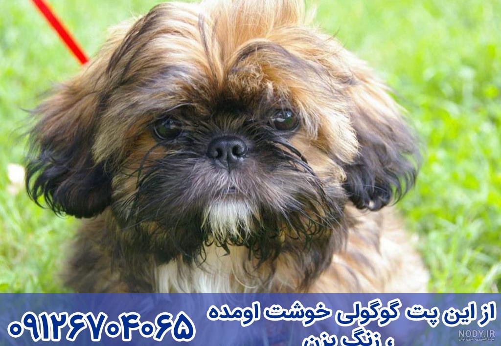 همه چیز درباره "سگ شیتزو" | محبوب‌ترین نژاد سگ عروسکی