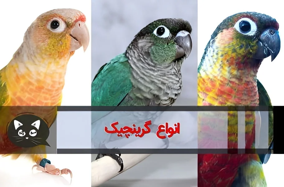 همه چیز در مورد طوطی گرینچیک کانور، راهنمای نگهداری - پت پُرس همه چیز در مورد طوطی گرینچیک کانور، راهنمای نگهداری - پت پُرس