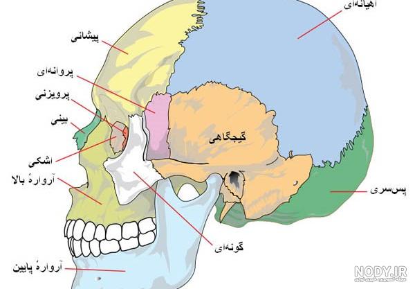 پاورپوینت آموزشی علوم پایه هشتم | فصل پنجم: حس و حرکت - گاما پاورپوینت آموزشی علوم پایه هشتم | فصل پنجم: حس و حرکت - گاما