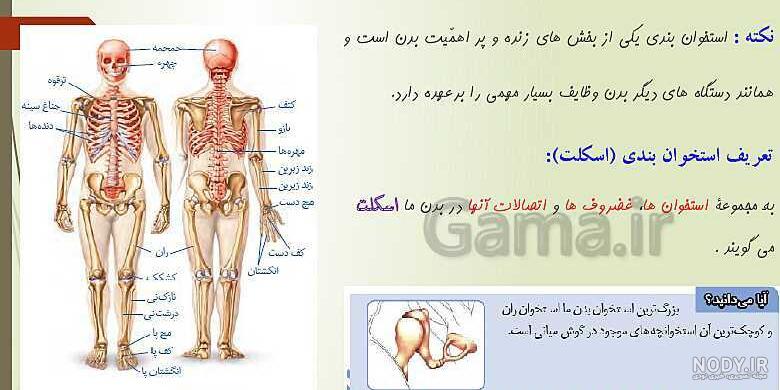 پاورپوینت علوم تجربی هشتم | فصل چهارم: تنظیم عصبی - گاما پاورپوینت علوم تجربی هشتم | فصل چهارم: تنظیم عصبی - گاما