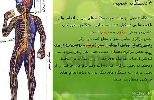 ۲۰ حقیقت شگفت انگیز درباره بدن انسان ۲۰ حقیقت شگفت انگیز درباره بدن انسان