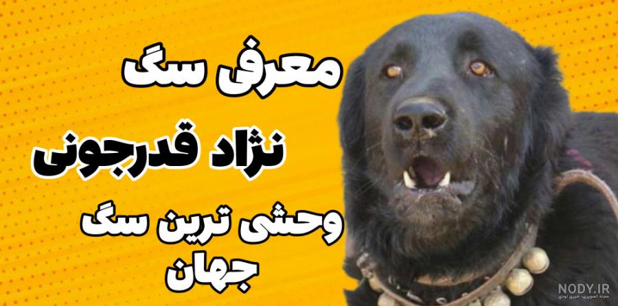 توله سگ قدرجونی