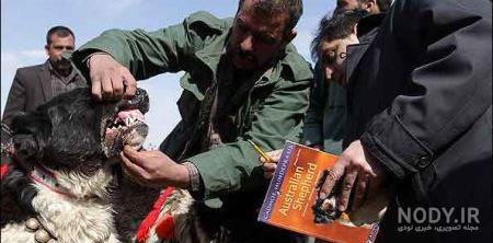 سگ قدرجونی |سگ های بومی اصفهان ، سگ قدرجونی یا همان سگ قهدریجانی