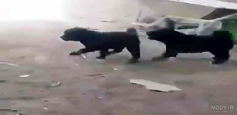 سگ لری یا سگ قهدریجانی؛ سگی که یک انسان را در عرض چند دقیقه تکه تکه می‌کند!