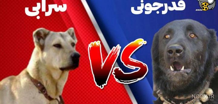 سگ لری یا سگ قهدریجانی؛ سگی که یک انسان را در عرض چند دقیقه تکه تکه می‌کند!