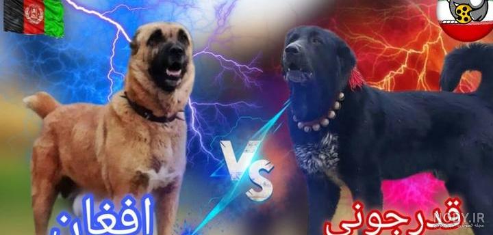 عکس سگ قدرجونی - عکس نودی