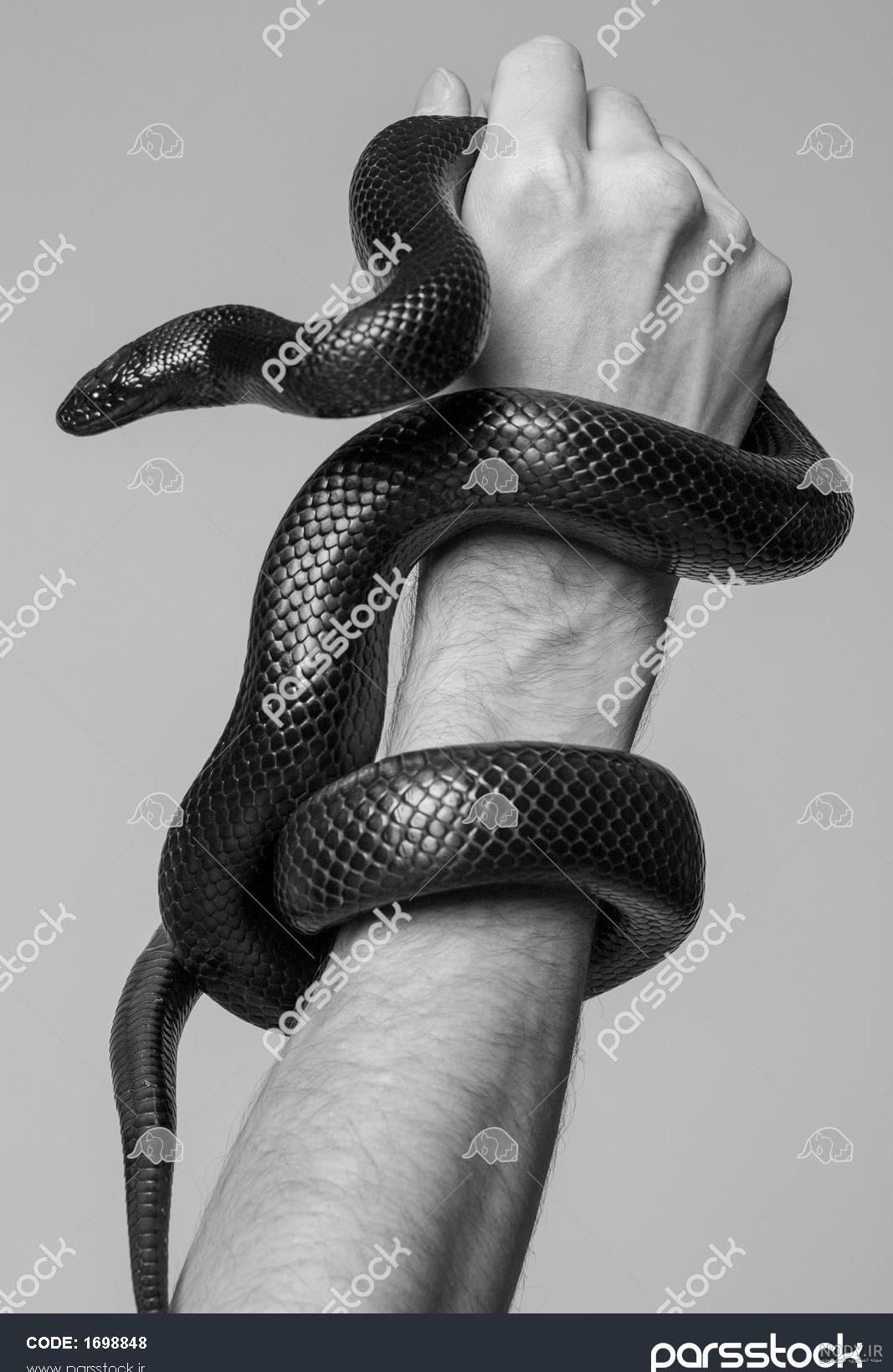عکس مار سیاه سفید