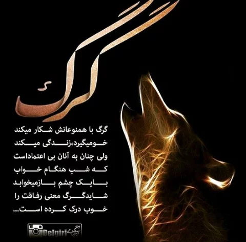 عکس نوشته گرگ زخمی عکس نوشته گرگ زخمی