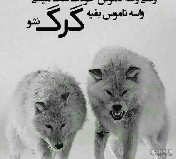 عکس پروفایل گرگ با نوشته های انگیزشی + متن های زیبا و انگیزشی عکس پروفایل گرگ با نوشته های انگیزشی + متن های زیبا و انگیزشی