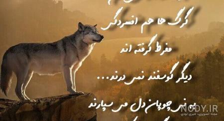 عکس پروفایل گرگ | دانلود عکس های گرک وحشی و ترسناک برای پروفایل عکس پروفایل گرگ | دانلود عکس های گرک وحشی و ترسناک برای پروفایل