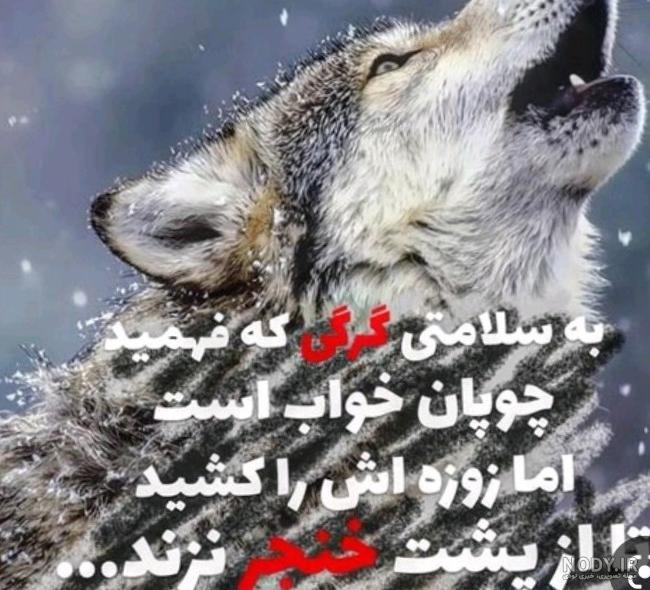عکس گرگ نوشته غمگین عکس گرگ نوشته غمگین