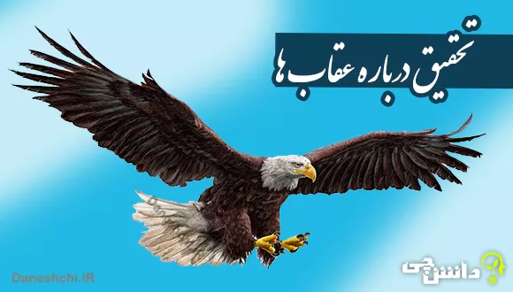 لحظه شکار ماهی توسط عقاب
