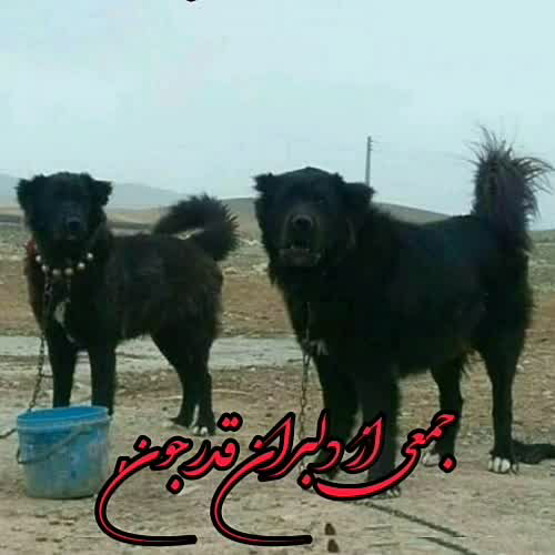 معرفی سگ قدرجونی اصیل ( نکات نگهداری و تکنیک های تربیت آن )
