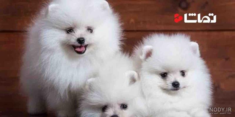 نژاد سگ لیوانی سفید پشمالو + لیست قیمت و راهنمای نگهداری - Happypet