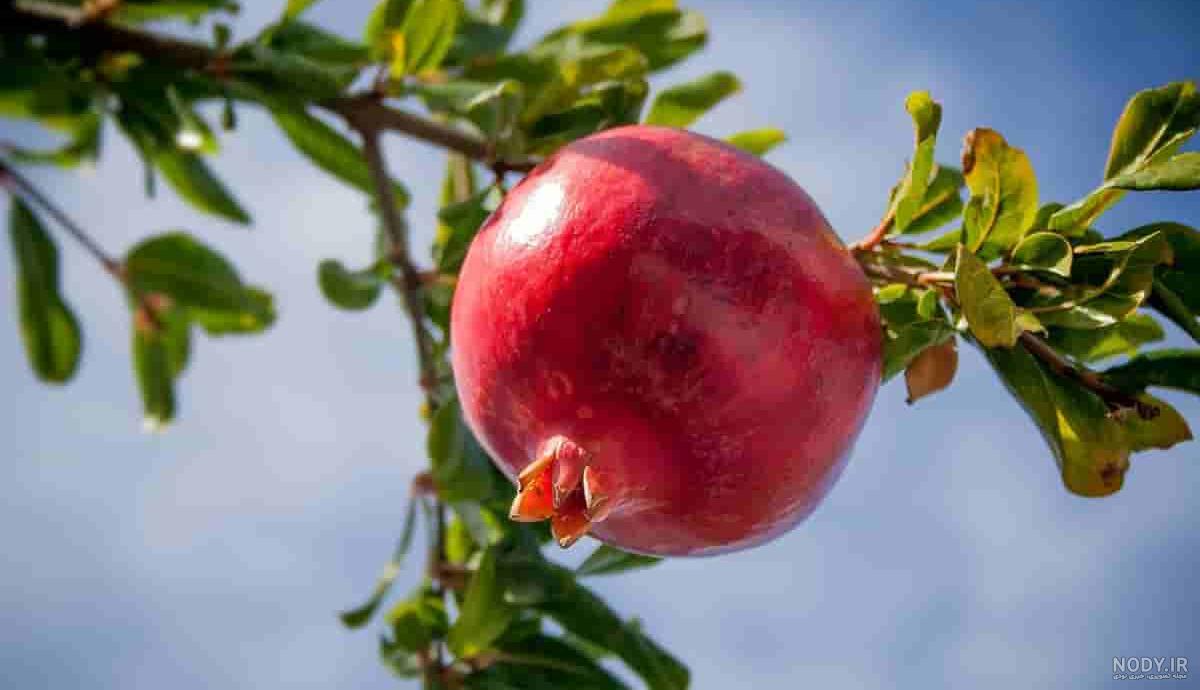 عکس انار پاییزی برای پروفایل