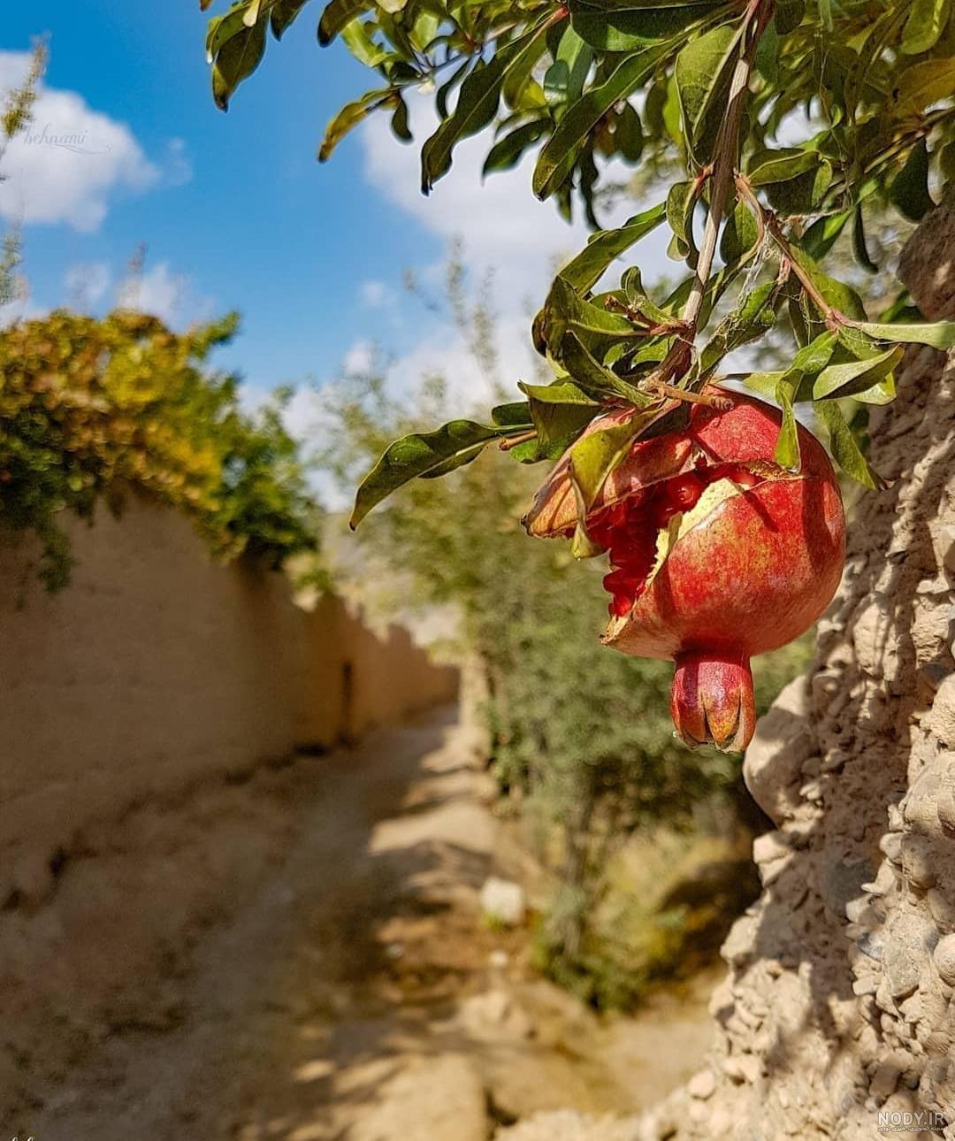 عکس انار پاییزی برای پروفایل