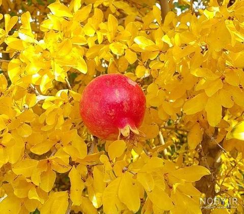 عکس انار پاییزی برای پروفایل