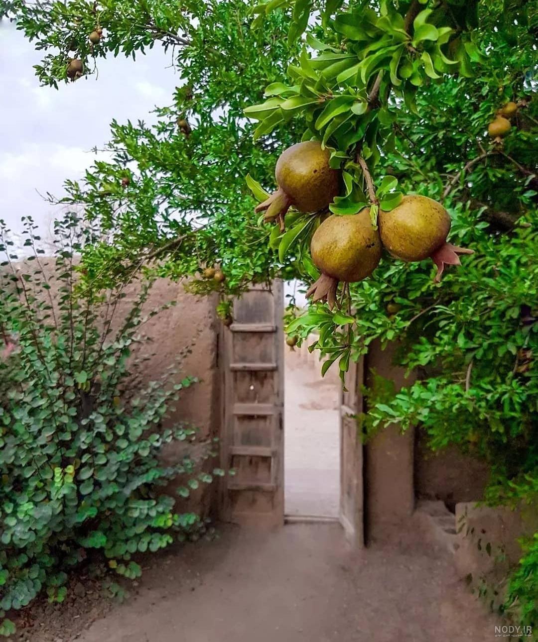 عکس انار پاییزی برای پروفایل