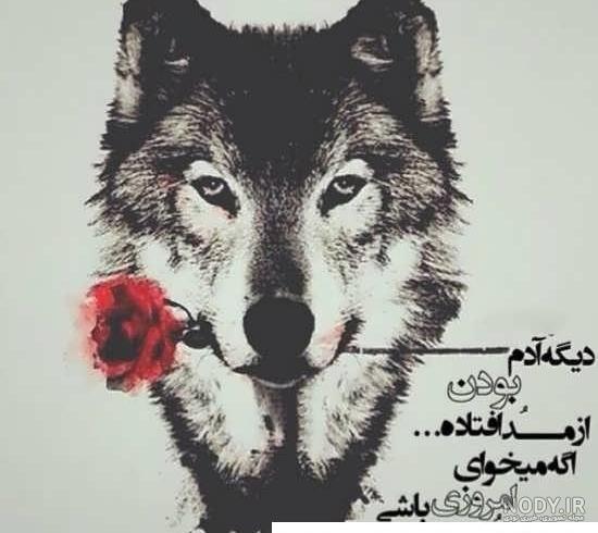 40 عکس گرگ فوق العاده خفن و خیره کننده برای خاص ترین پروفایل 40 عکس گرگ فوق العاده خفن و خیره کننده برای خاص ترین پروفایل