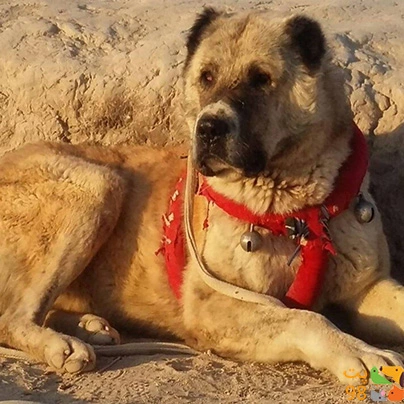 خطرناک ترین سگ افغانستان 🔥 The best dogs of Afghanistan خطرناک ترین سگ افغانستان 🔥 The best dogs of Afghanistan