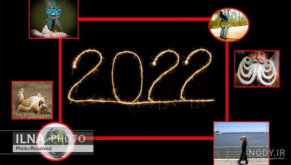 دیدنی های امروز؛ برگزیدگان عکاسی از سگ 2022 دیدنی های امروز؛ برگزیدگان عکاسی از سگ 2022