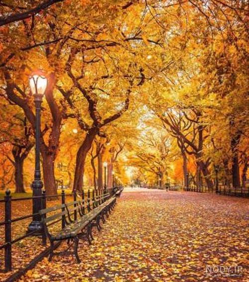 عکس برگ پاییزی طبیعی عکس برگ پاییزی طبیعی