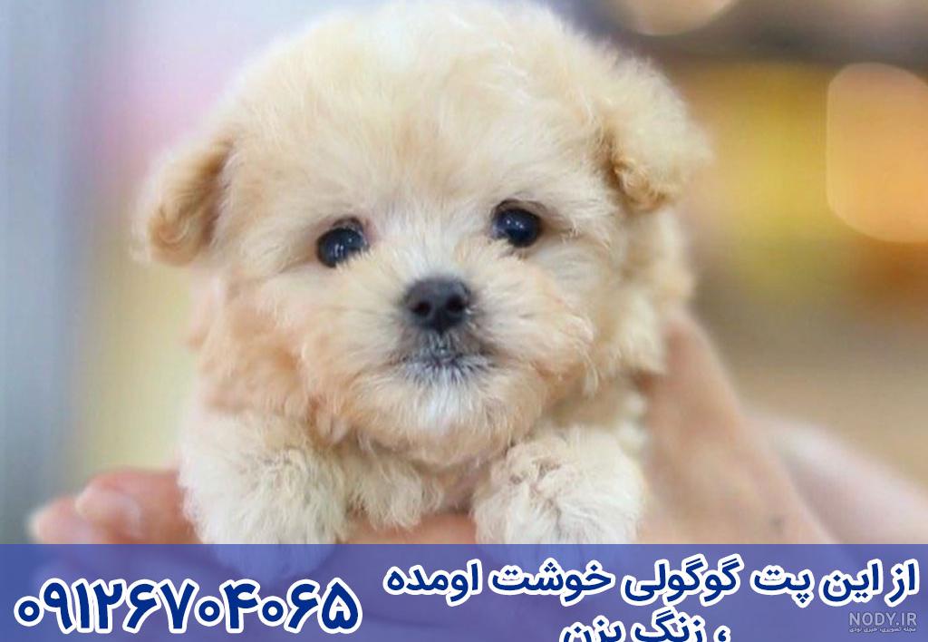 عکس سگ های فنجونی در ایران