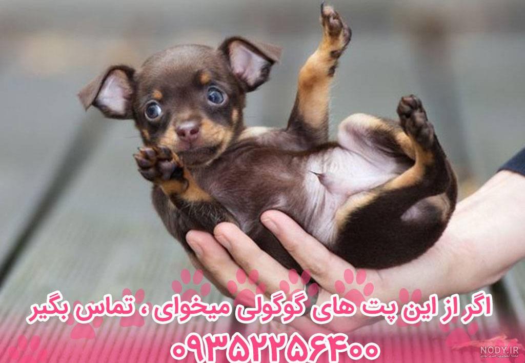 عکس سگ فنجونی واقعی