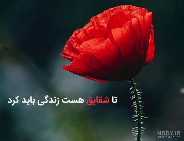 عکس شقایق نوشته - عکس نودی عکس شقایق نوشته - عکس نودی
