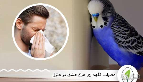 عکس مرغ عشق ها