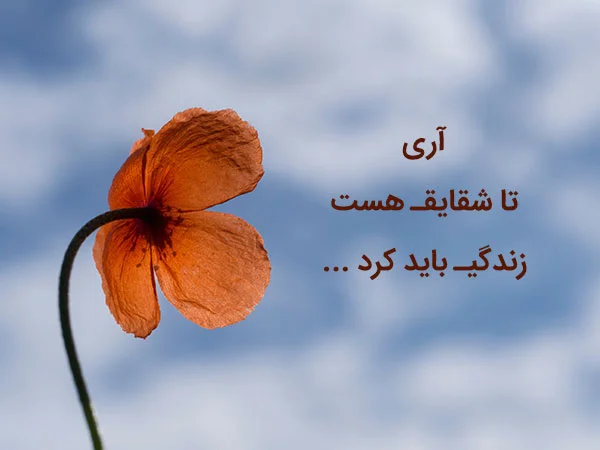 عکس نوشته اسم شقایق تولدت مبارک عکس نوشته اسم شقایق تولدت مبارک