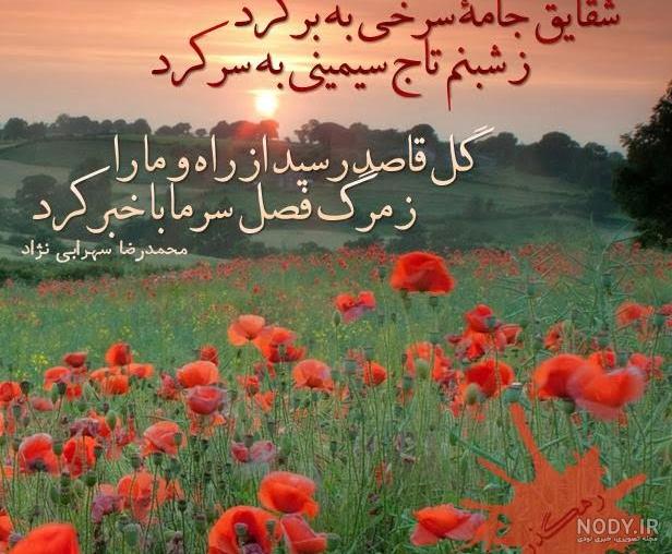 عکس نوشته شقایق به انگلیسی عکس نوشته شقایق به انگلیسی