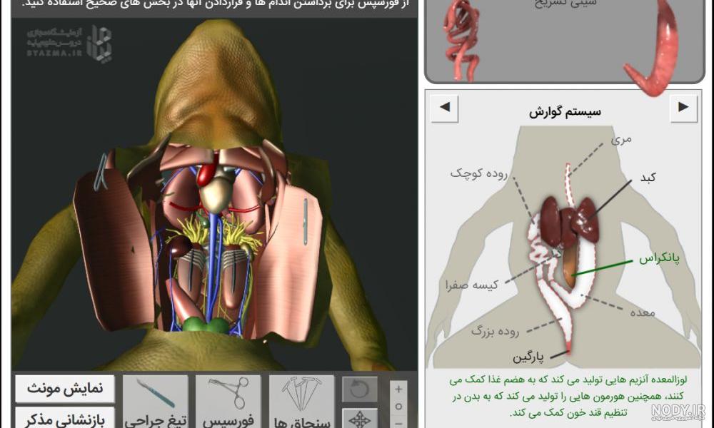 غوک عکس با کیفیت غوک و وکتور لایه باز غوک پارس استاک | شاتر استوک پارسی غوک عکس با کیفیت غوک و وکتور لایه باز غوک پارس استاک | شاتر استوک پارسی