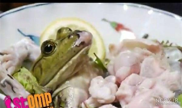 قورباغه ورزشکار! + عکس قورباغه ورزشکار! + عکس