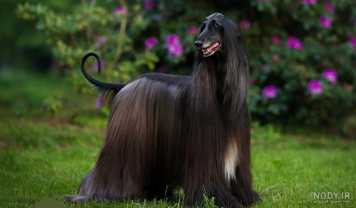 قیمت سگ ببری افغان + مشخصات ظاهری و انواع موجود از این نژاد - Happypet قیمت سگ ببری افغان + مشخصات ظاهری و انواع موجود از این نژاد - Happypet