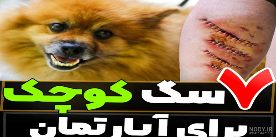 قیمت سگ پاکوتاه تربیت شده به همراه بررسی جامع این نژاد دوست داشتنی - Happypet قیمت سگ پاکوتاه تربیت شده به همراه بررسی جامع این نژاد دوست داشتنی - Happypet