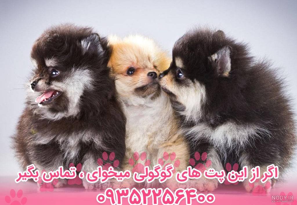قیمت سگ پاکوتاه پشمالو سفید ارزان در تهران - سایت تبلیغات رایگان آنی گاه قیمت سگ پاکوتاه پشمالو سفید ارزان در تهران - سایت تبلیغات رایگان آنی گاه