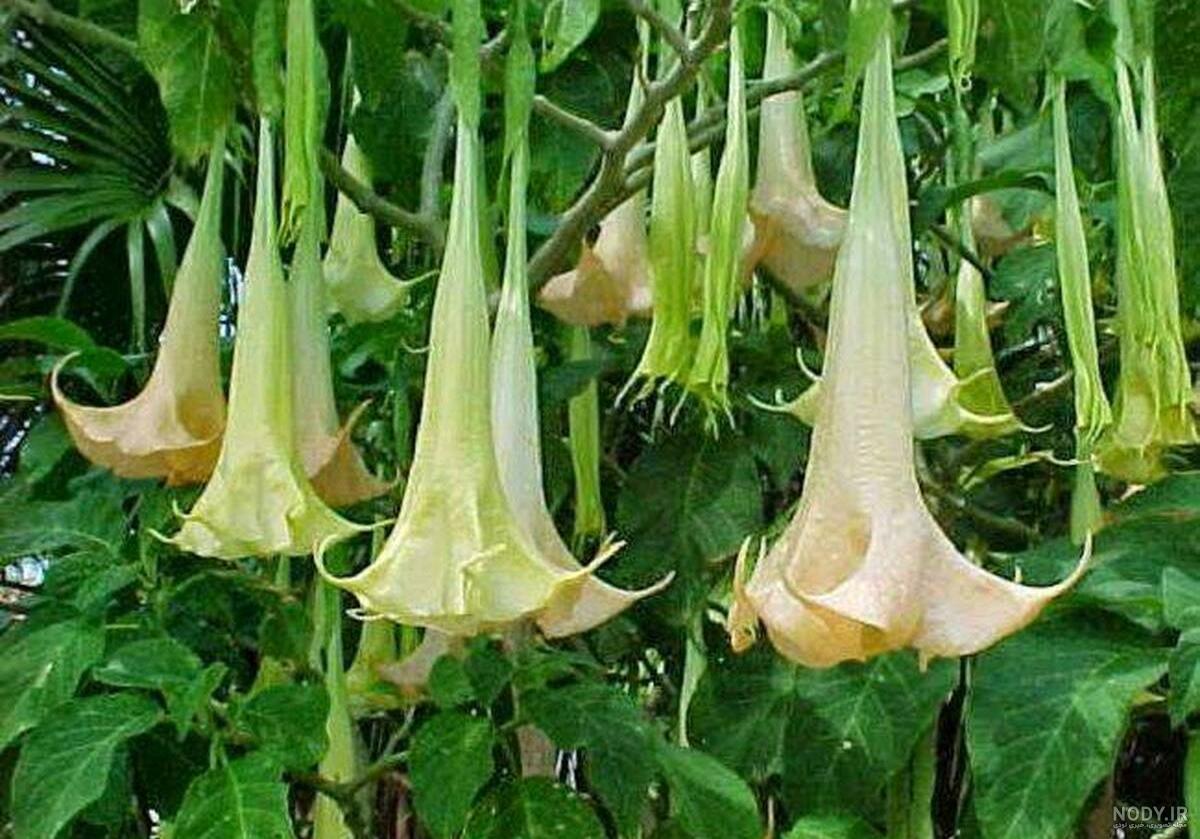 لیست قورباغه های سمی و کشنده اما زیبا! + عکس لیست قورباغه های سمی و کشنده اما زیبا! + عکس