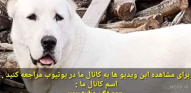 مشخصات کامل، قیمت و خرید نژاد سگ افغان هاند (Afghan Hound) | پت راید مشخصات کامل، قیمت و خرید نژاد سگ افغان هاند (Afghan Hound) | پت راید