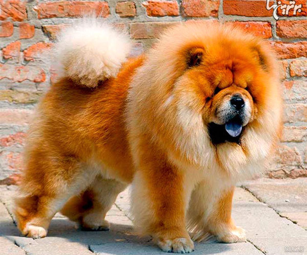 نژاد سگ لیوانی سفید پشمالو + لیست قیمت و راهنمای نگهداری - Happypet نژاد سگ لیوانی سفید پشمالو + لیست قیمت و راهنمای نگهداری - Happypet