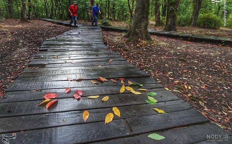  عکس پاییزی باران