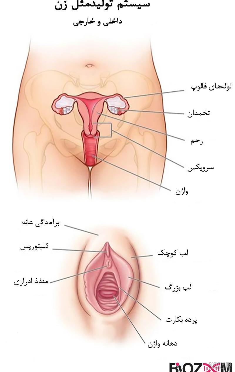 عکس اعضای بدن زن با اسم