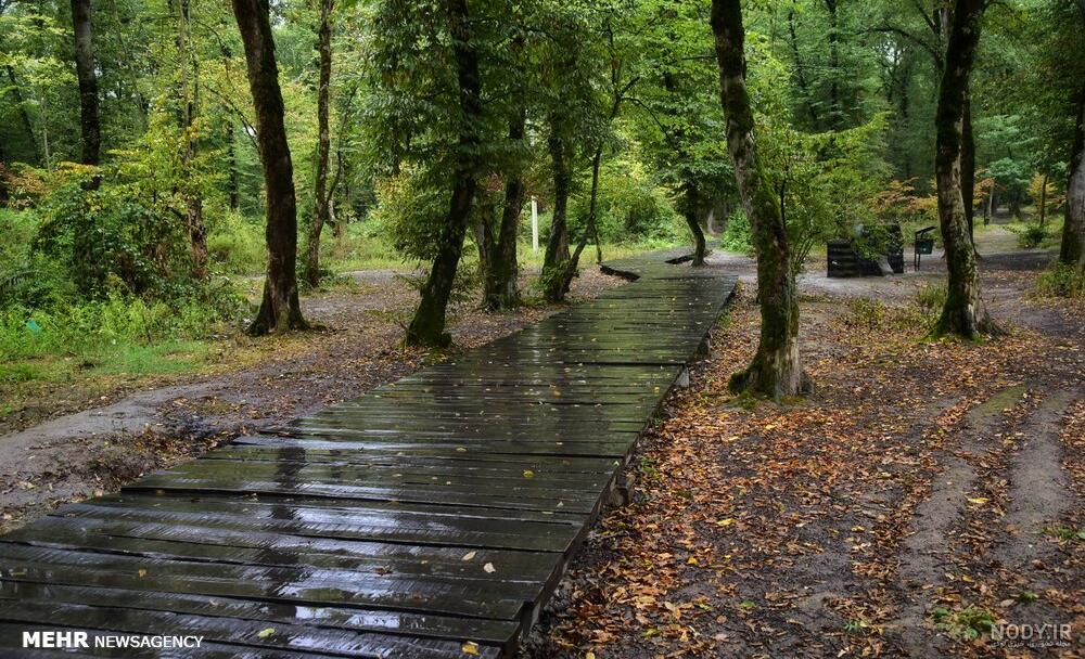  عکس پاییزی باران