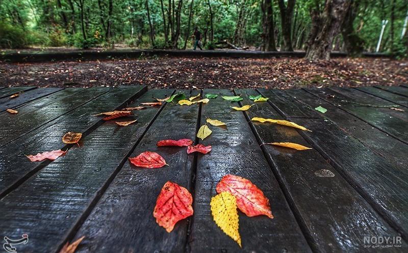  عکس پاییزی باران