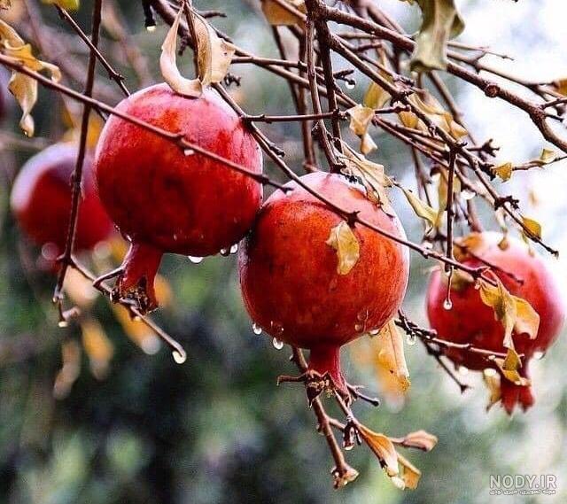  عکس پاییزی باران