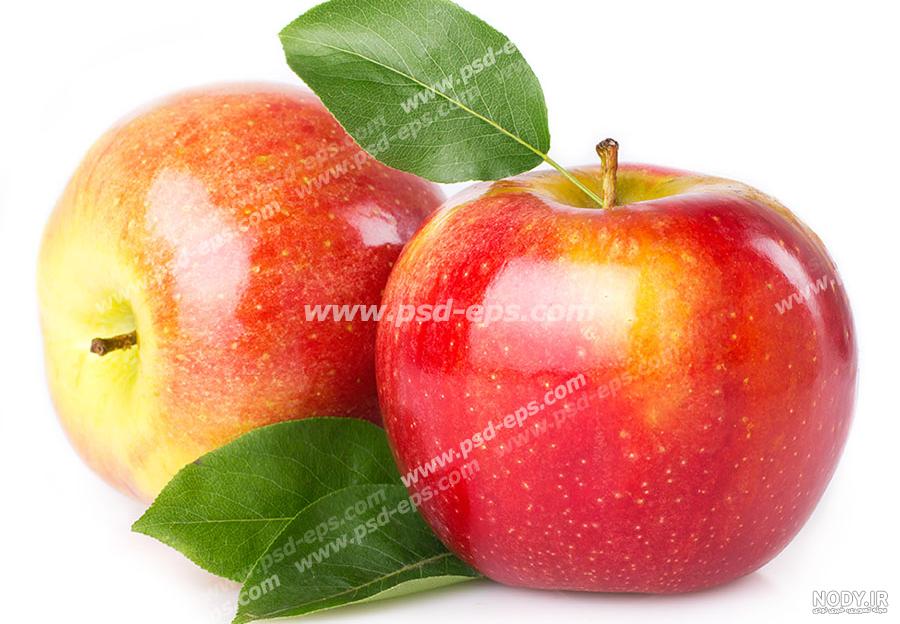 رز مینیاتوری 🌺 رز مینیاتوری 🌺