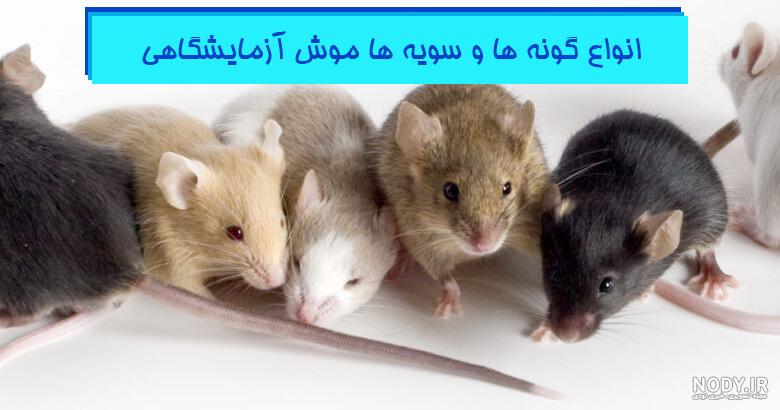 عکس موش زنده