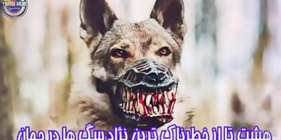 معرفی 25 نژاد سگ وحشی و خطرناک در جهان، به همراه عکس و توضیحات معرفی 25 نژاد سگ وحشی و خطرناک در جهان، به همراه عکس و توضیحات